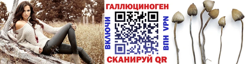 Псилоцибиновые грибы Psilocybine cubensis  Березники 